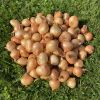 Chip Shop Onion Pickling Kit (Large Onions) - 0